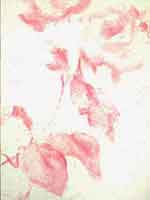วอลล์เปเปอร์ Flower